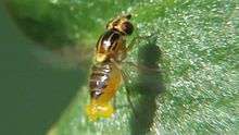File:Thaumatomyia notata - male-2012-05-01.ogv