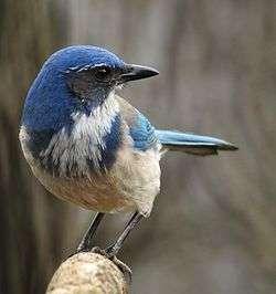 California western scrub-jay in Seattle, Washington