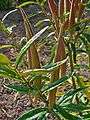 Asclepias tuberosa 004.JPG
