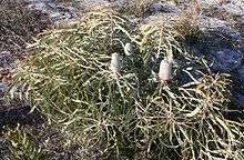 A small spreading shrub about 40 cm (15.5 in) high, with several inflorescences in early bud, growing in sand