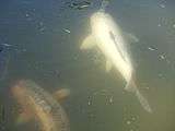 Big fish in the Will Rogers Memorial Park