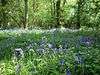 Hildersham Wood
