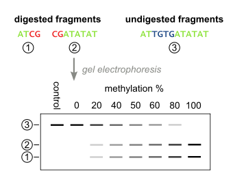 The quantification step of Combined Bisulfite Restriction Analysis, taking place after restriction digestion. The digested PCR fragments are separated and visualized by gel electrophoresis, and the DNA methylation level of the input DNA can be determined by quantifying the comparing the amount of DNA in the digested and undigested bands.