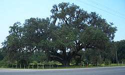 Historic oak near the St. Johns River