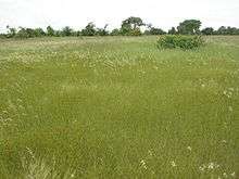 tall grass with trees in the distance