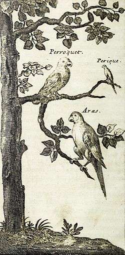 A sepia line drawing showing three macaws sitting on the branches of a tree; they are labelled "Papagay", "Perique Papagay" and "Aras".