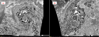 A comparison of Dvorak-enhanced infrared satellite signatures of Hurricanes Patricia and Linda (1997) at their peak intensity. A "cold dark gray" ring surrounding Patricia's eye represents cloud tops of −81&nbsp;°C (−114&nbsp;°F) or colder, more intense than the "cold medium gray" ring surrounding Linda's eye.
