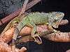 Tree branch with a large green lizard with a prominent wattle, spikes down its back, long claws, thousands of distinct green and brown scales, and bands of brown and green on its tail. A smaller browner lizard of the same kind sits on the larger one's tail