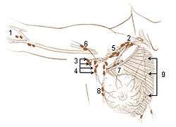 Illu lymph chain03.jpg
