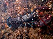A bluish lobster walks over the sea-floor. It uses four pairs of thin legs to walk, holding its large claws in front of it. Its tail extends straight behind it, while the long, red antennae jut forwards from its head.