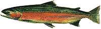 Drawing of freshwater spawning phase of male steelhead