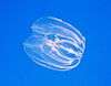 A transparent comb jelly floating in open water