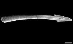 microscopic view of dart with point