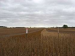 rows of soybeans
