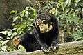 Sepilok Sabah BSBCC-photos-by-Wong-Siew-Te-03.jpg