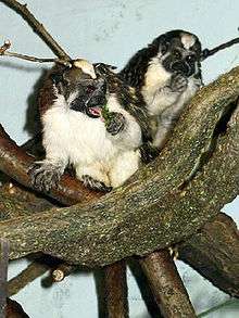 Two small monkeys sit in a tangle of branches. They are facing forward, showing their dark faces and white bellies. Their dark hands and feet and some dark fur on their backs are visible, as are reddish triangles of fur on the front of their heads.