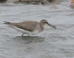 Grey-tailed tattler wading in shallow water