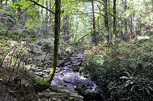 A shallow stream about 3 feet (1&nbsp;m) wide cascades over a series of rocks in a sun-dappled second-growth forest.