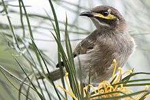 Yellow-faced honeyeater in a Grevillea